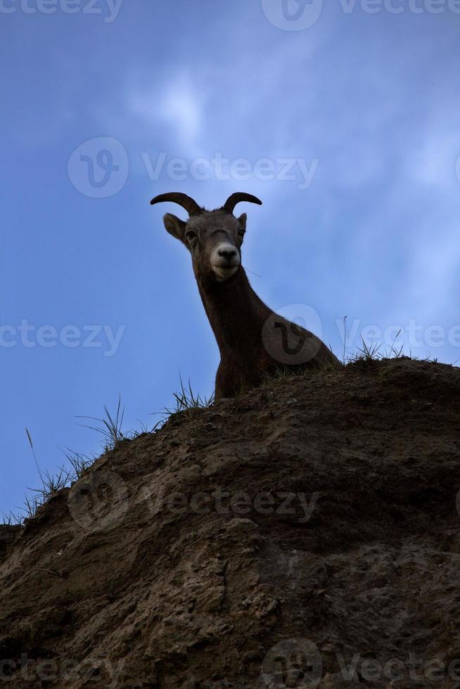 pecora bighorn nelle montagne rocciose dell'alberta foto