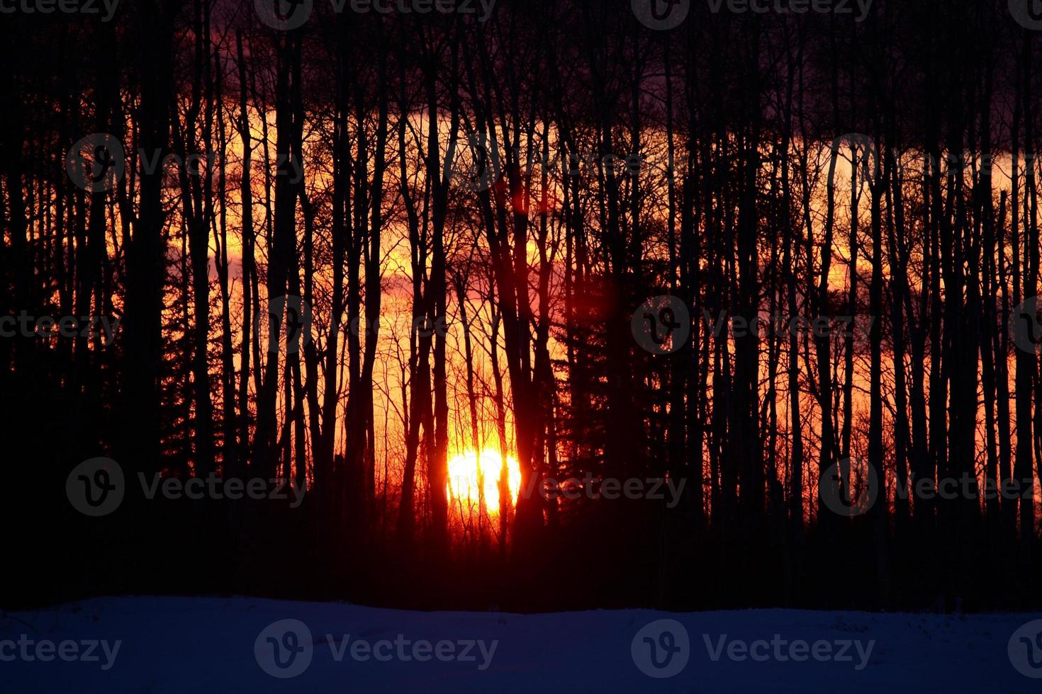 sole che tramonta tra gli alberi foto