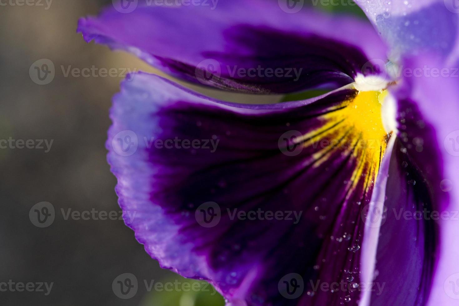 primo piano foto viola del pensiero fiore