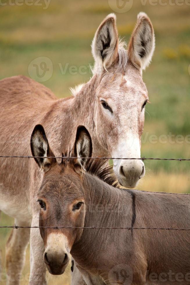 madre e giovane asino nel pittoresco saskatchewan foto