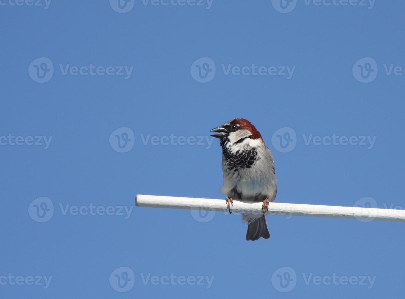 passero domestico maschio appollaiato foto