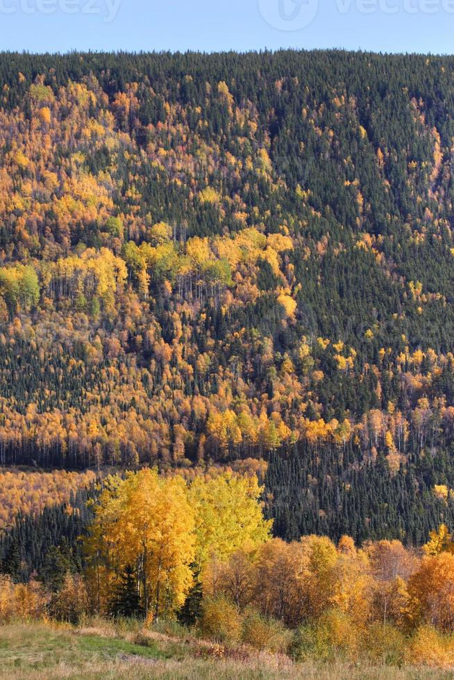 alberi colorati durante l'autunno del british columbia foto