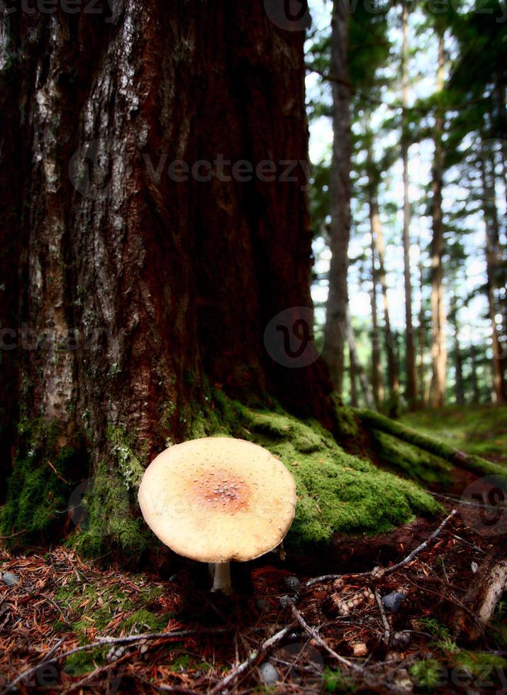 funghi giganti al parco provinciale di kitsumkalum foto