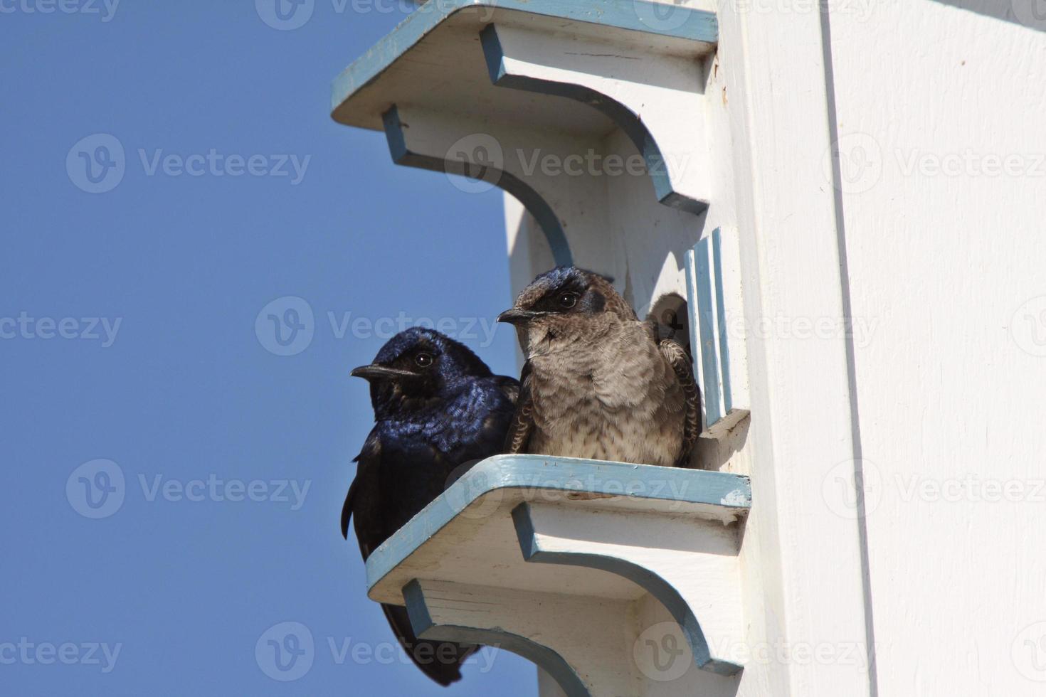 coppia di martin viola al complesso della casa degli uccelli foto