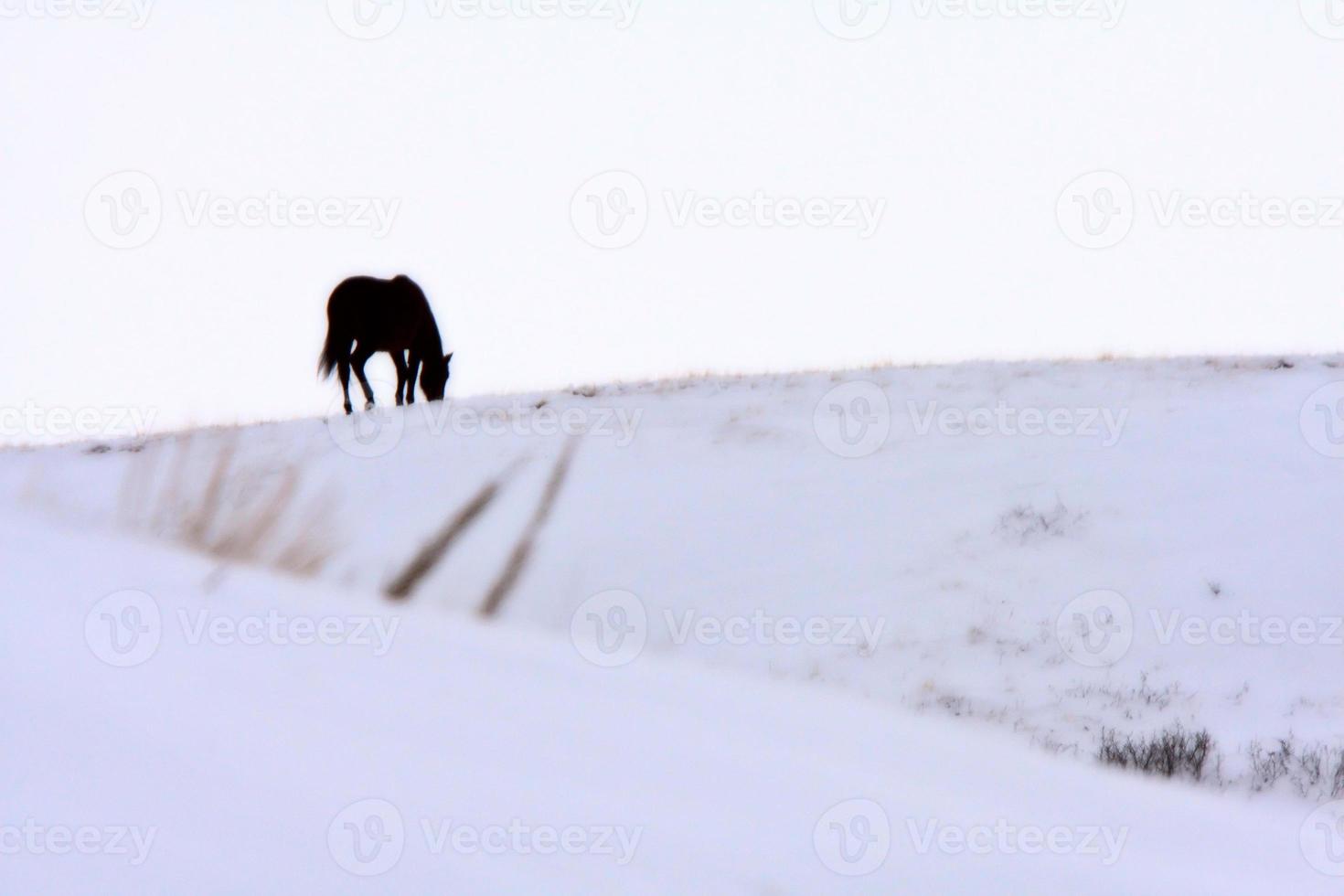 cavallo in inverno foto