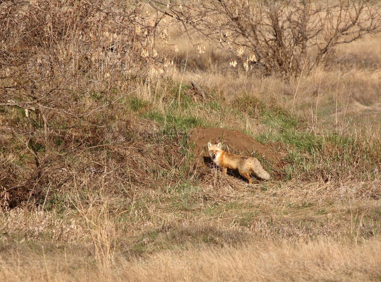 volpe rossa alla tana nel saskatchewan foto