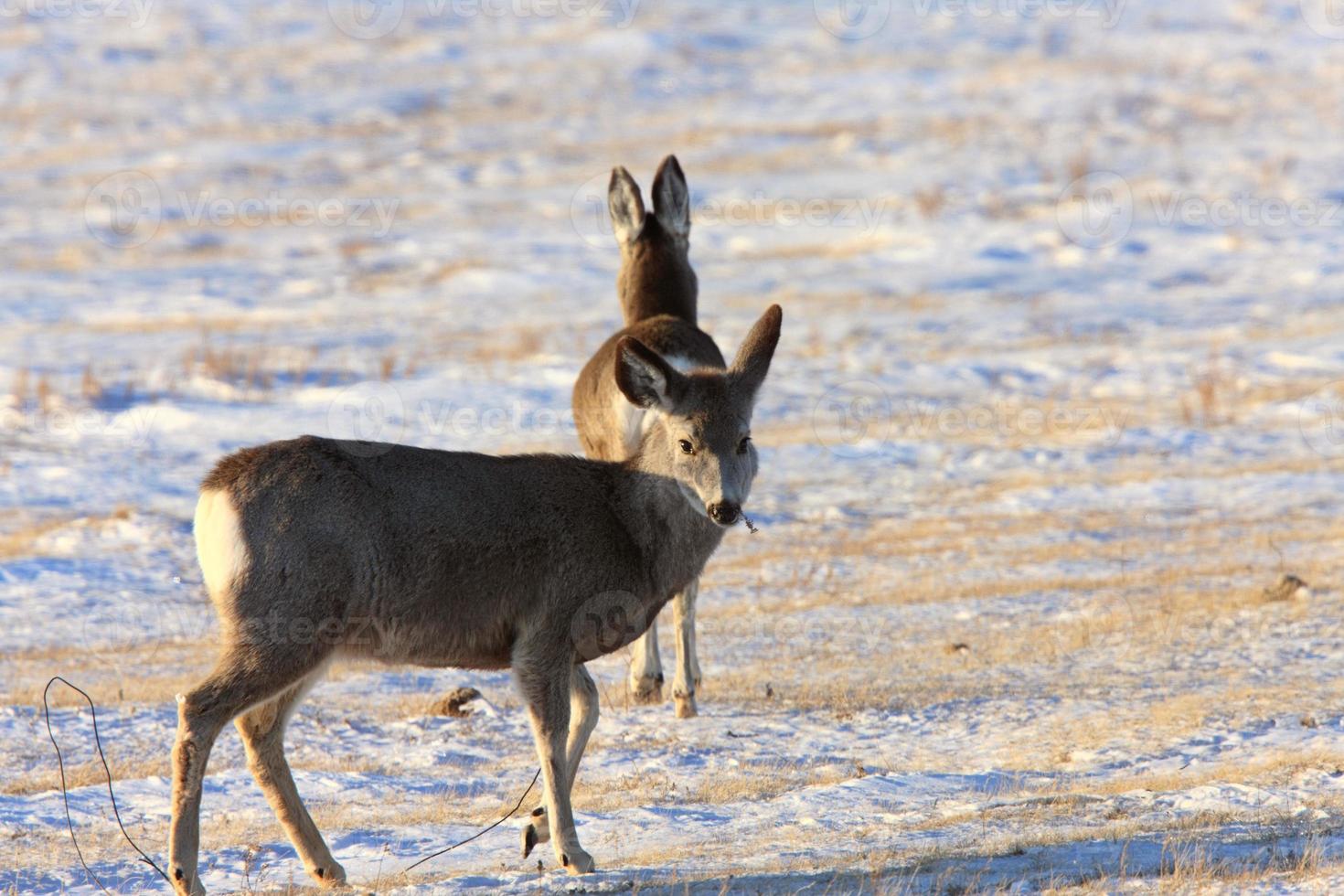 cervo in inverno saskatchewan canada foto