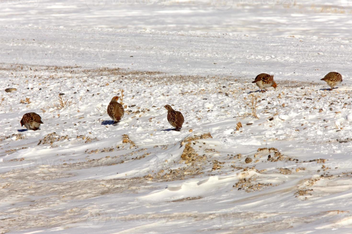 pernice grigia in inverno saskatchewan foto