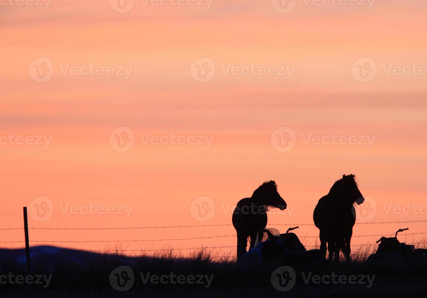cavalli al tramonto nella prateria canada foto