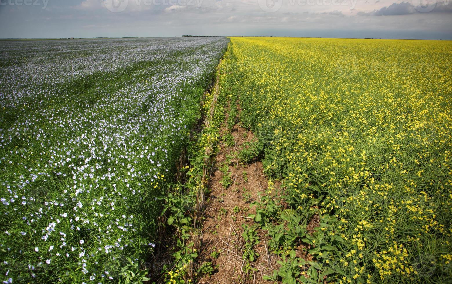 campi di canola e lino nel saskatchewan foto