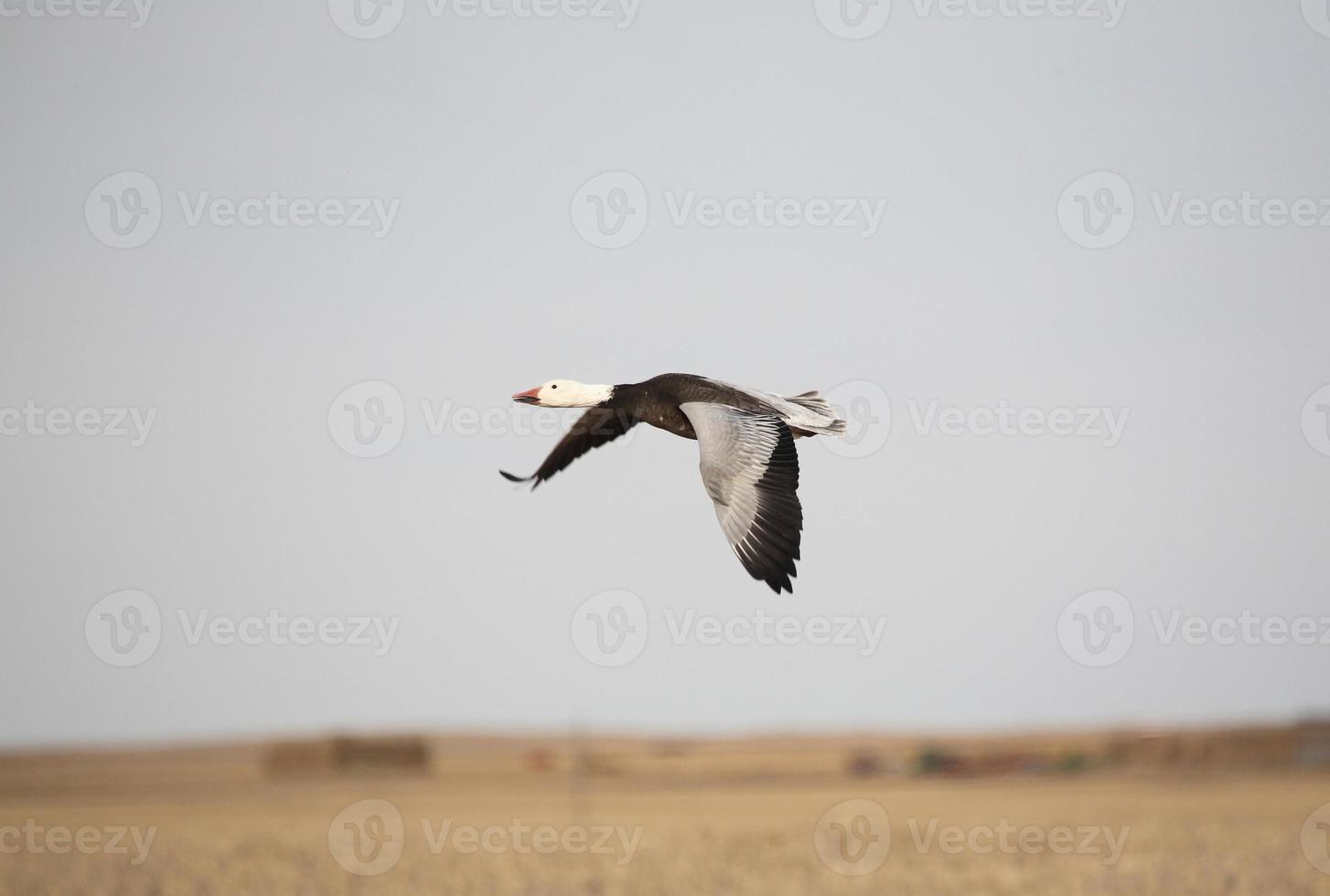 oca delle nevi in volo foto