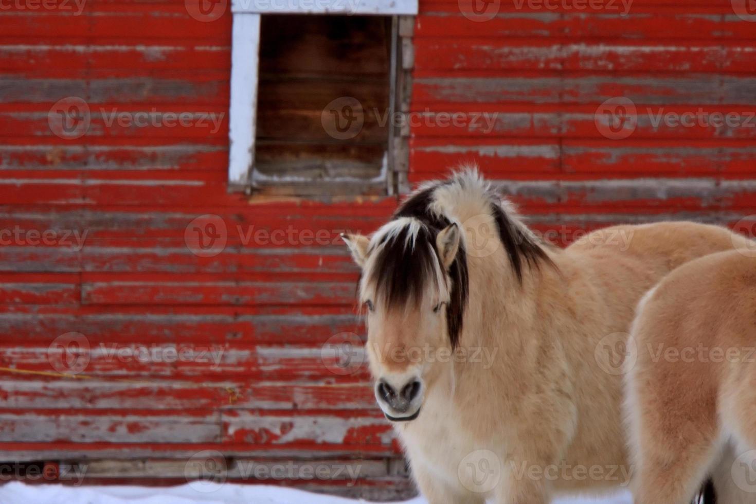 cavallo in inverno foto