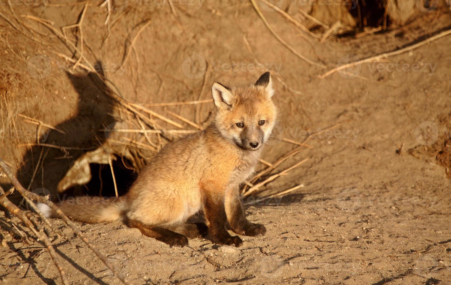 cucciolo di volpe rossa alla tana foto