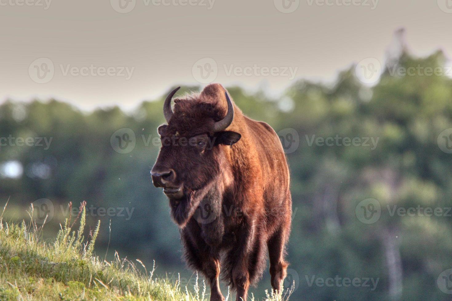 bufalo sul lato della collina foto