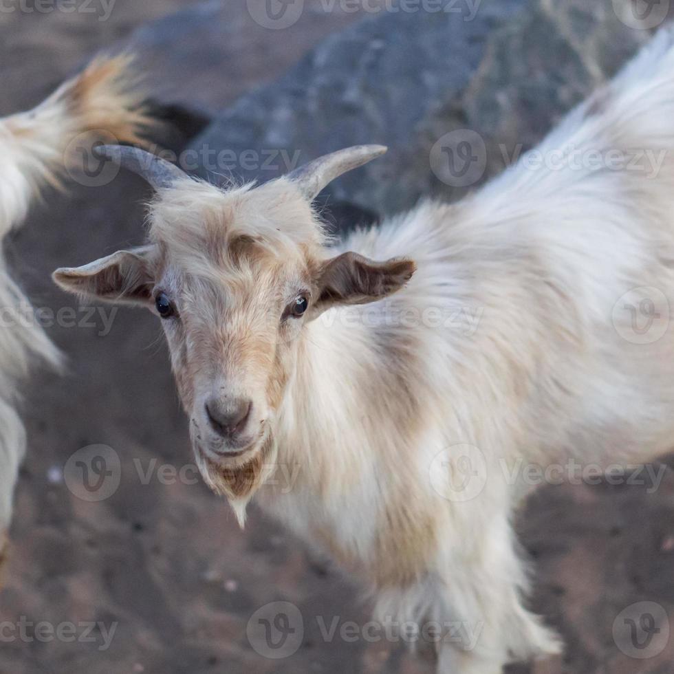 capra che guarda dritto alla telecamera foto