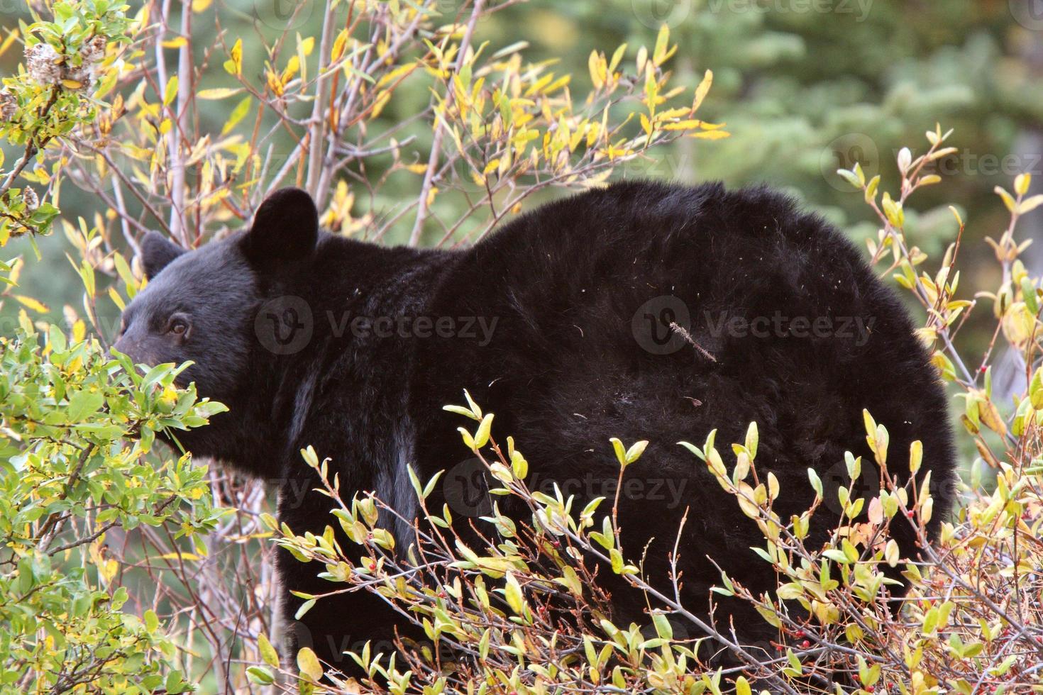 orso nero lungo la British Columbia Highway foto