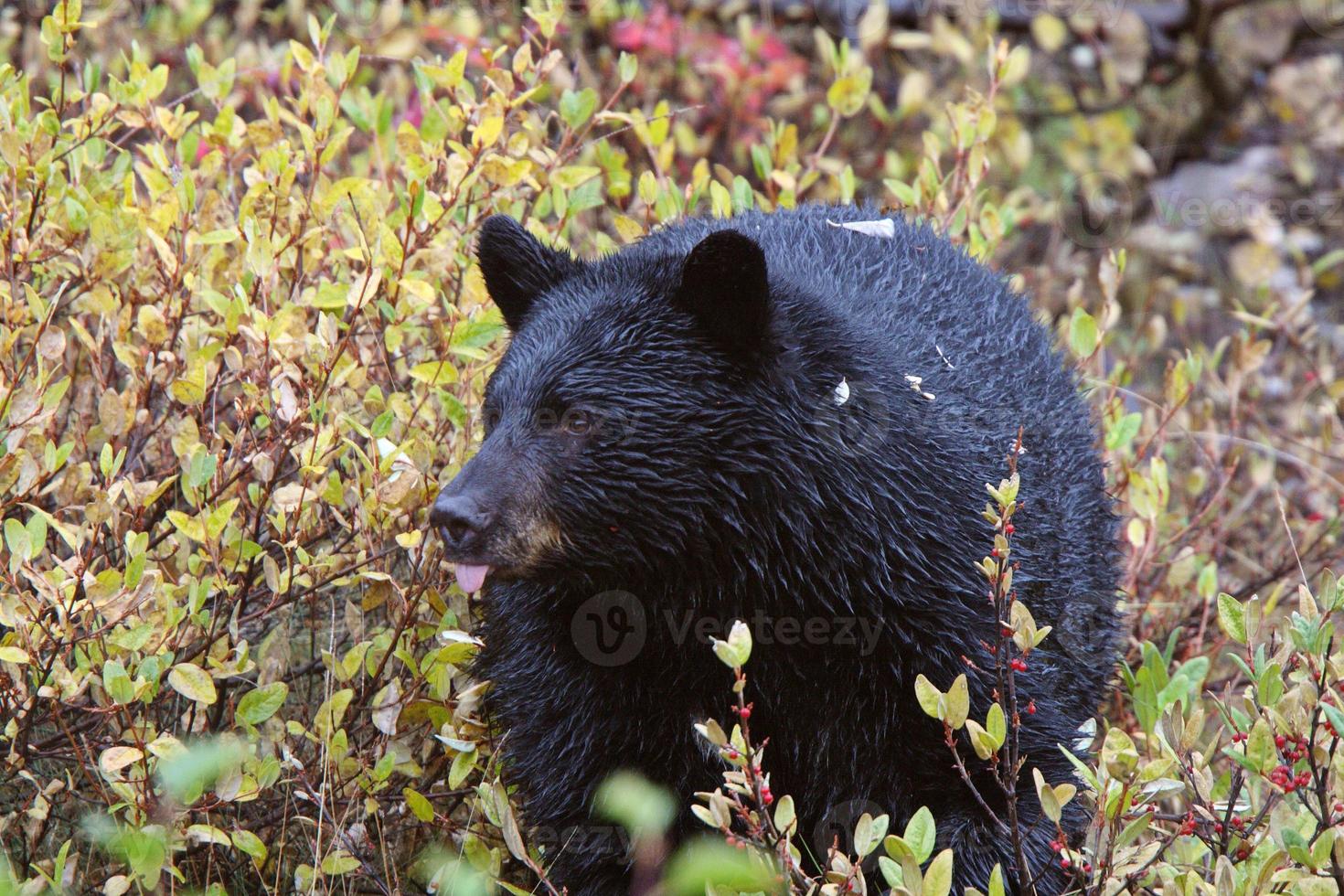 orso nero lungo la British Columbia Highway foto