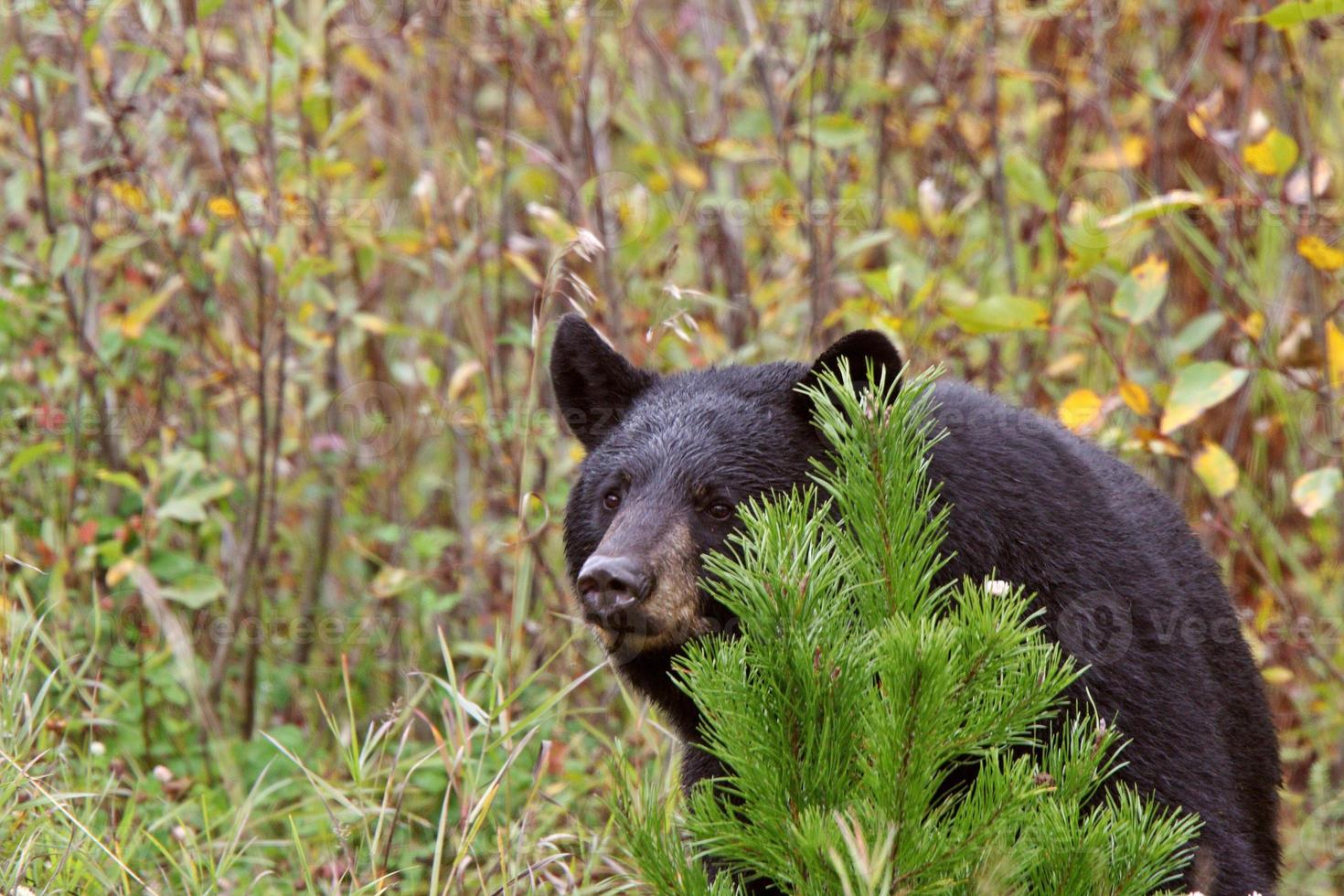 orso nero lungo la British Columbia Highway foto