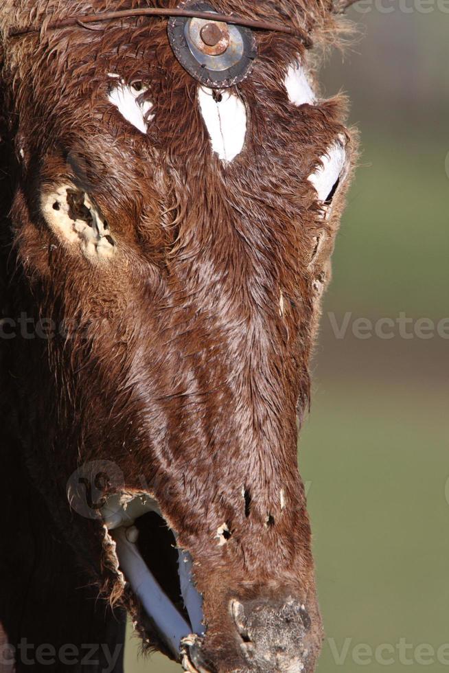 modellatura in gesso di una testa di animale foto