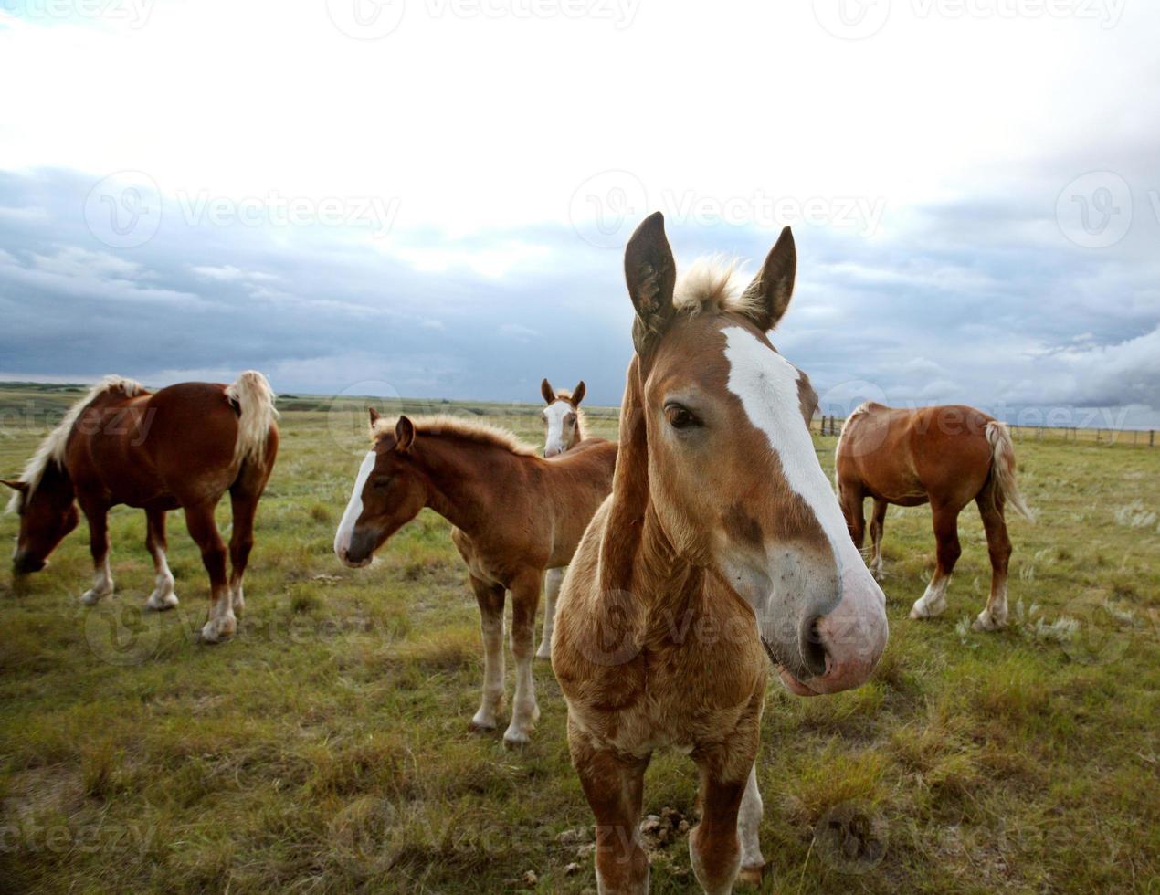 cavalli da tiro in un pascolo del saskatchewan foto