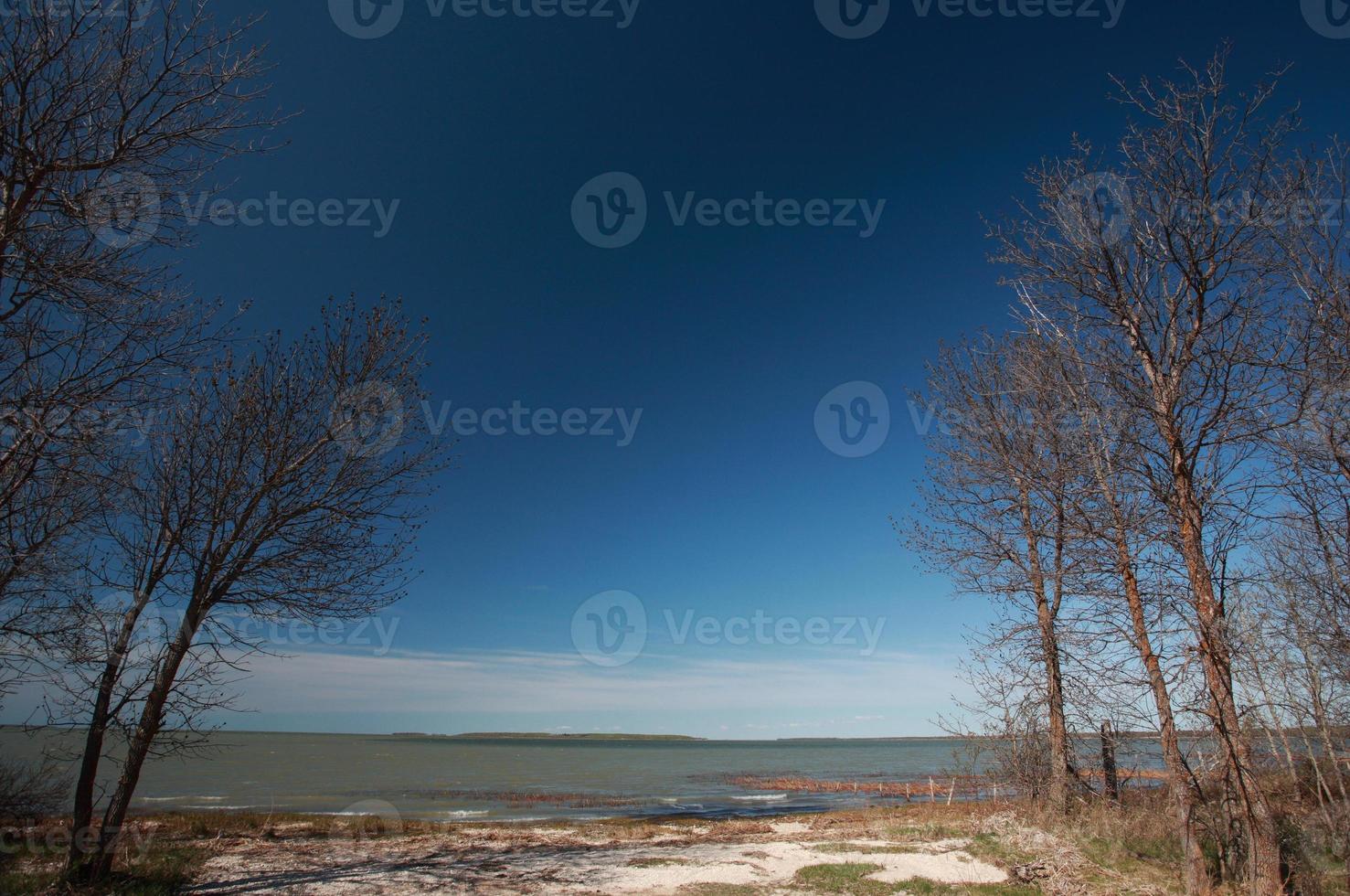 alberi spogli lungo la riva del lago manitoba foto