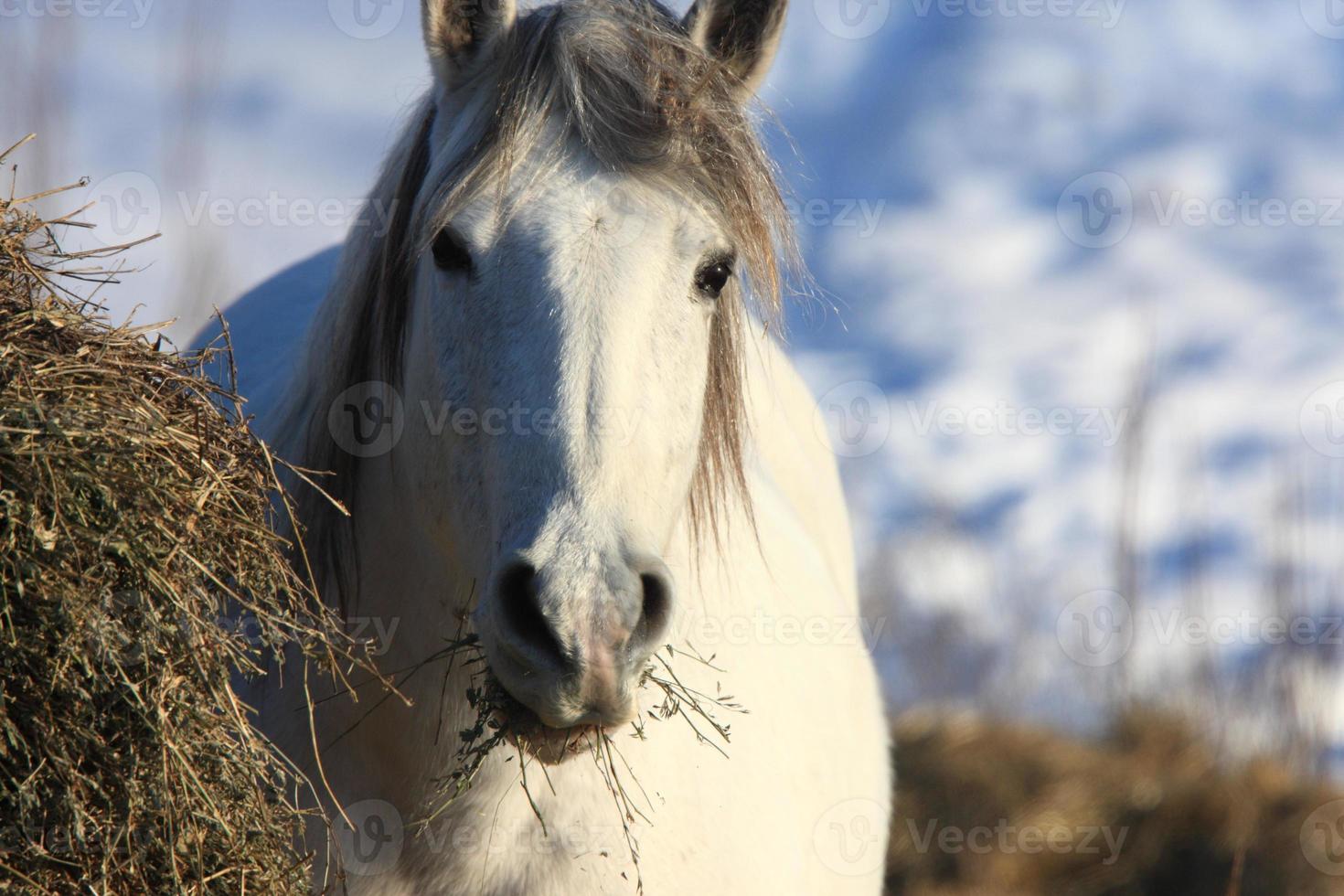 cavalli nella tempesta invernale foto