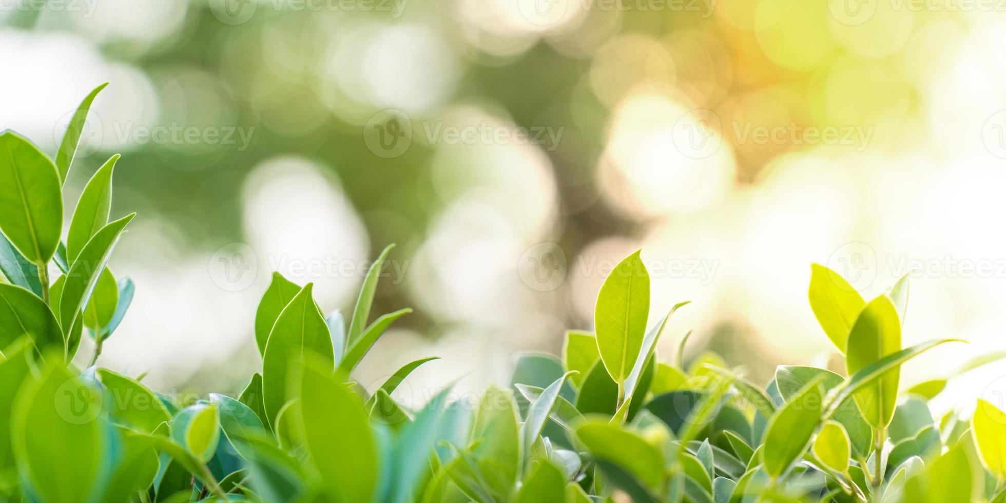 primo piano foglia verde fresca in giardino sotto la luce del sole con sfondi bokeh, piante di foglie verdi naturali, concetto per sfondi e sfondo ecologico o carta da parati verde, copia spazio per il testo. foto