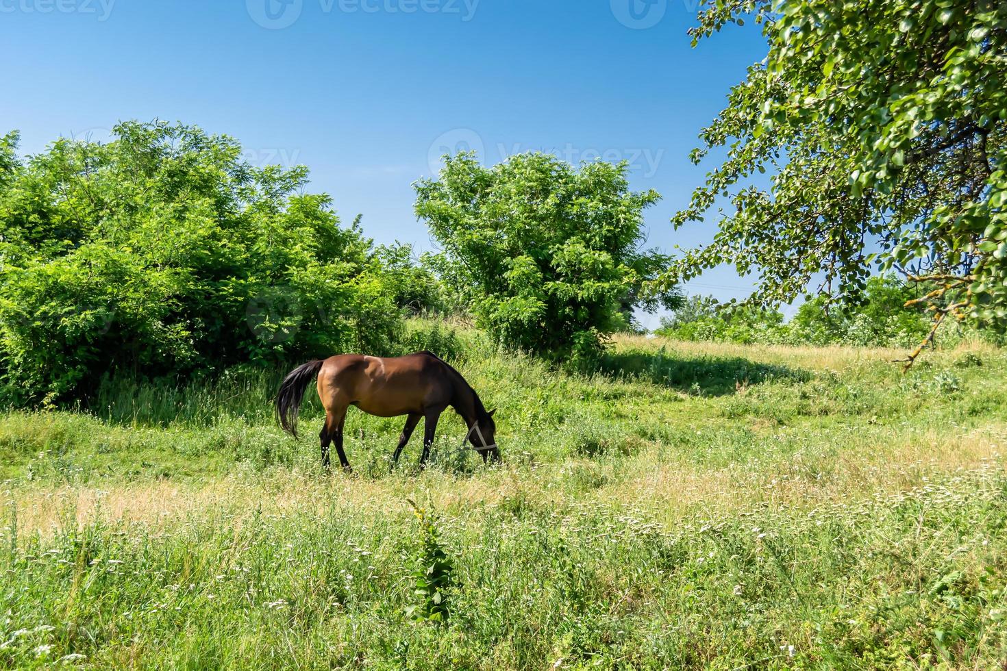 bellissimo stallone selvaggio cavallo marrone sul prato fiorito estivo foto