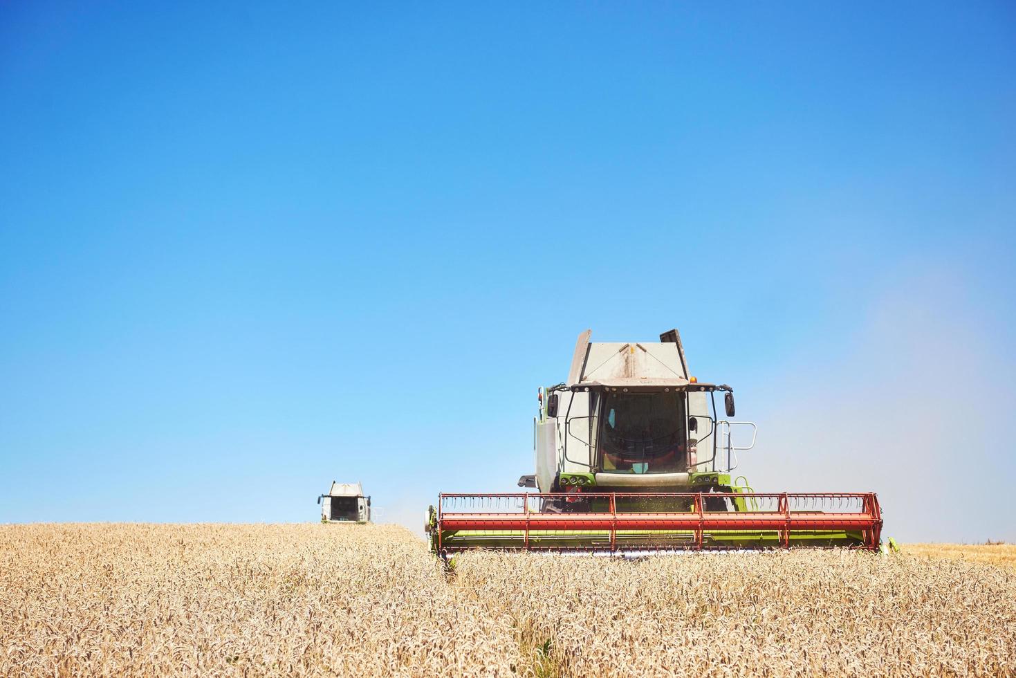 alcune mietitrebbie tagliano un'andana nel mezzo di un campo di grano durante il raccolto foto