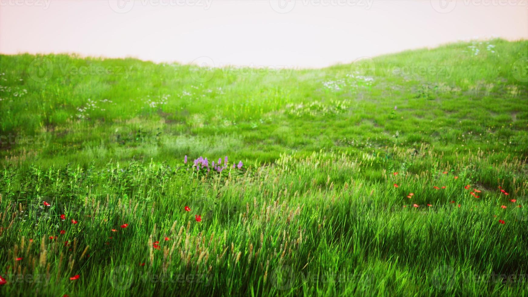 erba sul campo durante l'alba foto