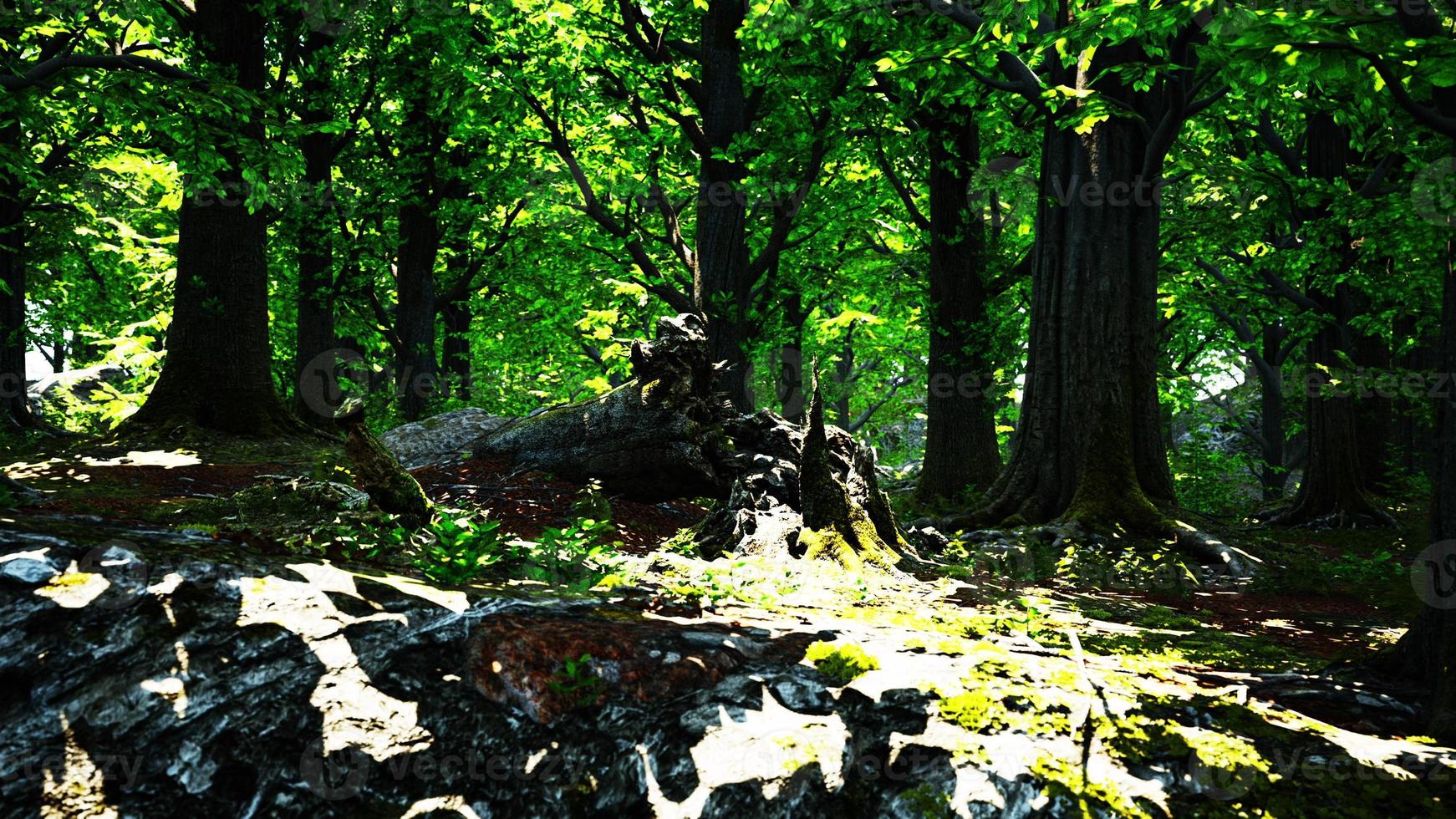 scenario di foresta verde con il sole che proietta splendidi raggi attraverso il fogliame foto