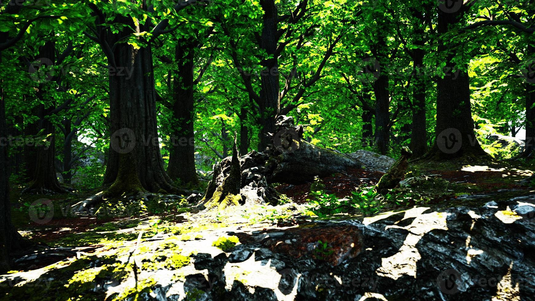 paesaggio forestale con vecchi alberi massicci e pietre muschiose foto