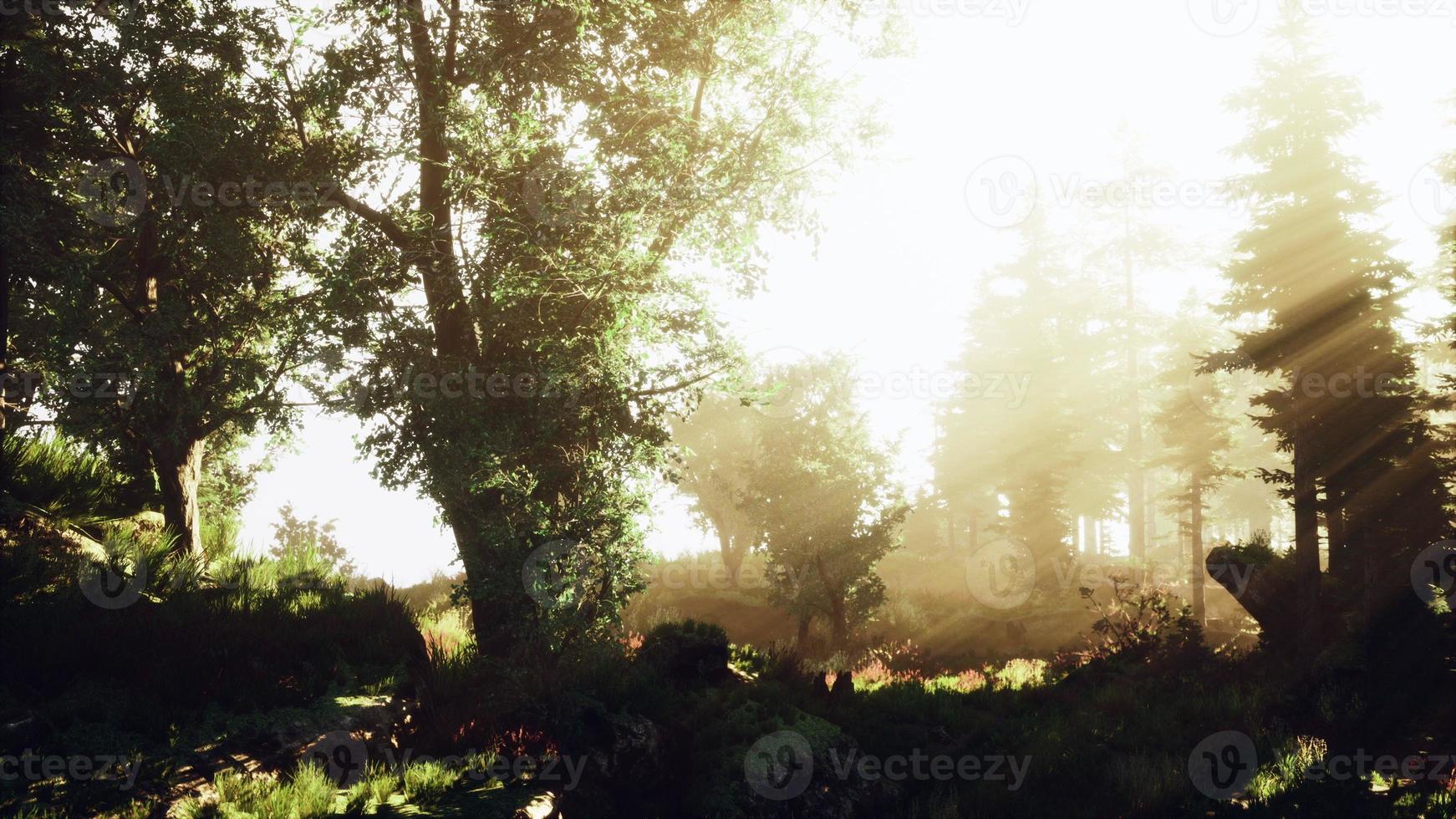 scenario magico scuro della foresta autunnale con raggi di luce calda foto