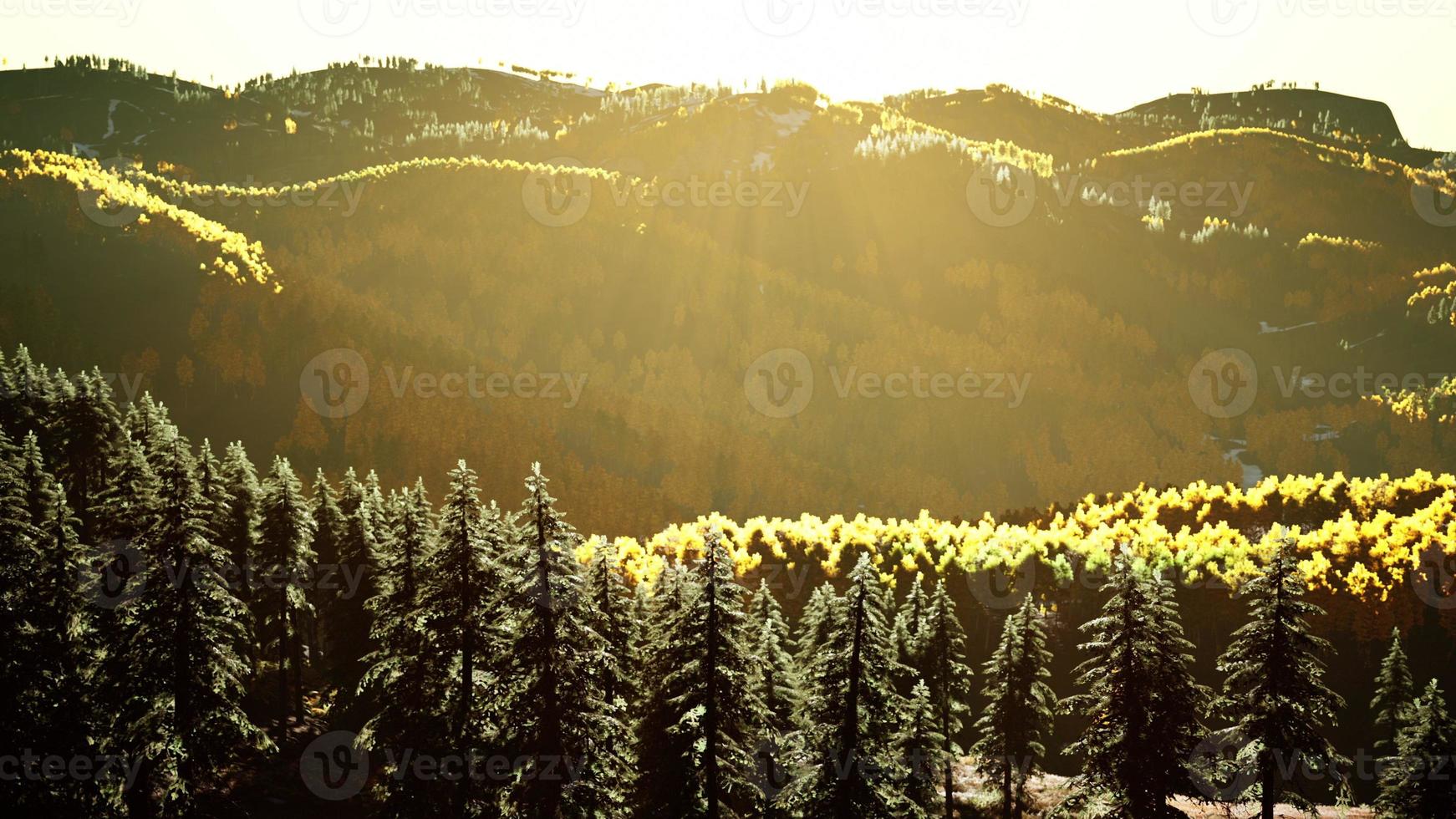 bellissimo boschetto di alberi alpini con fumo di incendi al tramonto foto