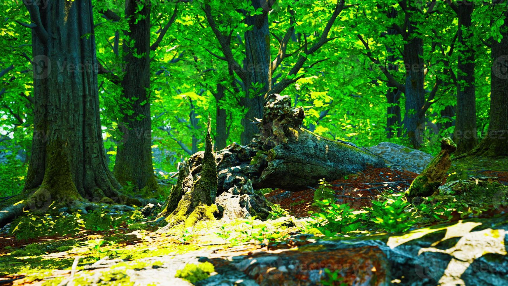 paesaggio forestale con vecchi alberi massicci e pietre muschiose foto