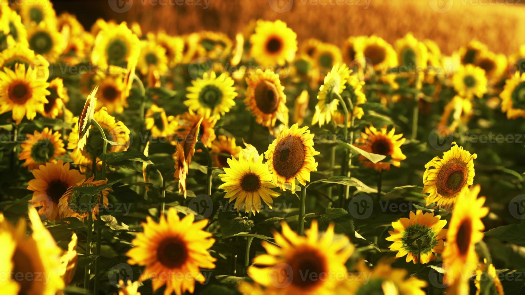 campo di girasoli in fiore su uno sfondo tramonto foto