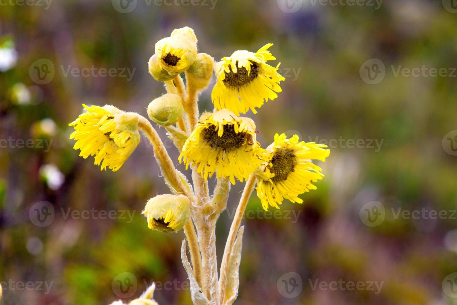 fiore, giallo, natura foto