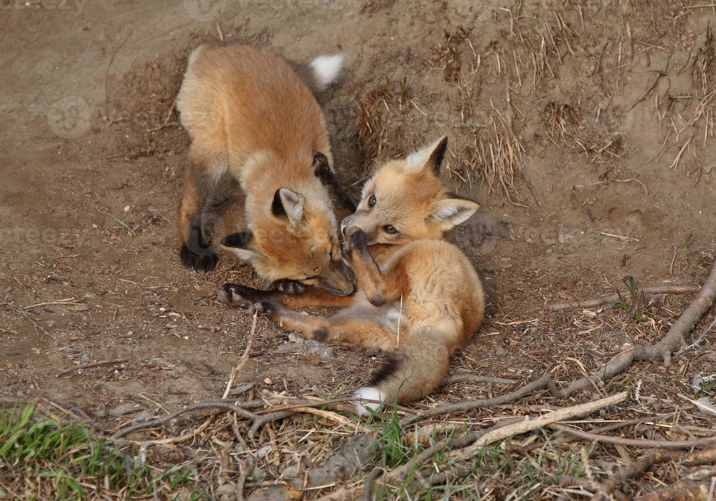 due cuccioli di volpe rossa che giocano fuori dalla loro tana foto
