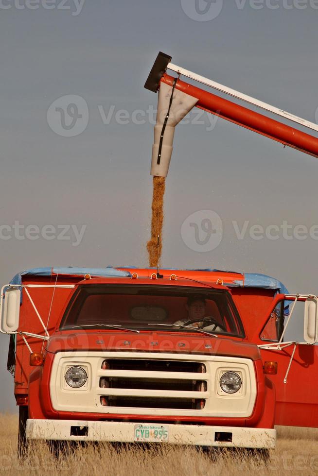 grano di caricamento della coclea nel camion dell'azienda agricola foto