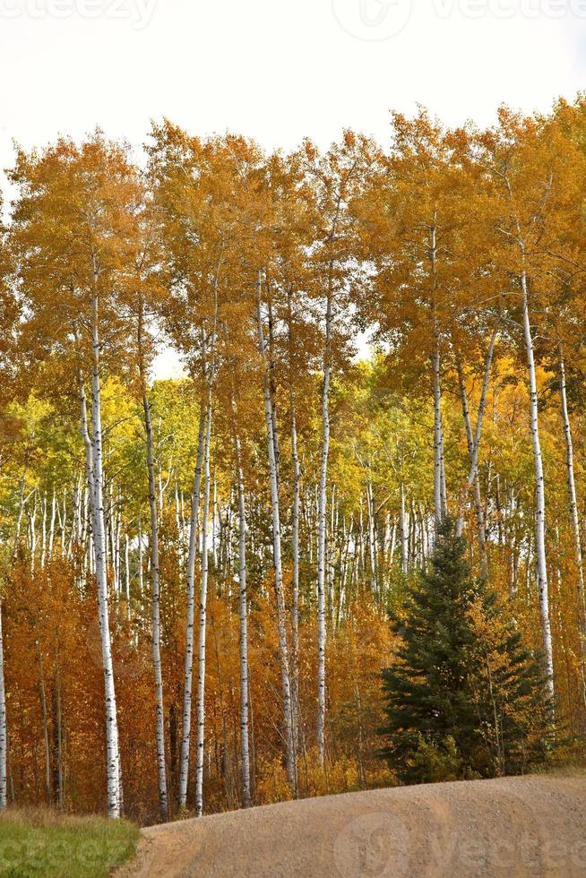 alberi di pioppo in autunno foto