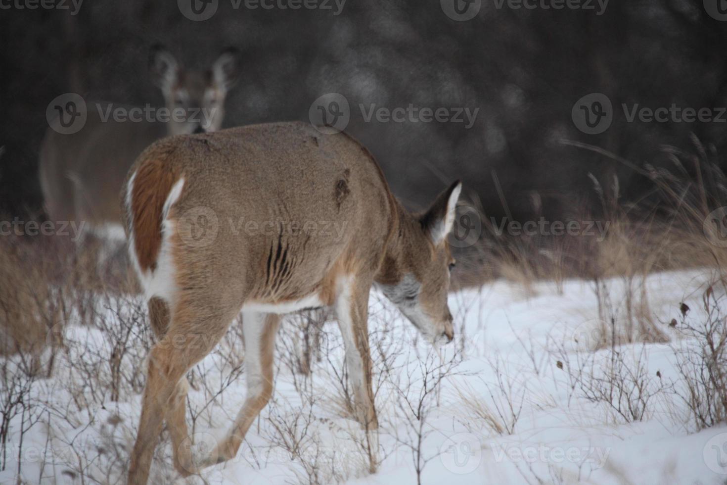 due cervi dalla coda bianca in inverno foto