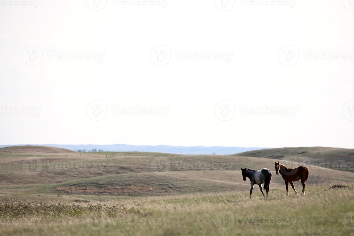 cavalli nel pascolo del sasktatchewan foto