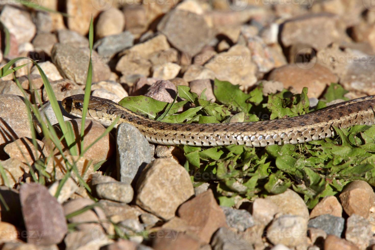 serpente gopher tra le rocce foto