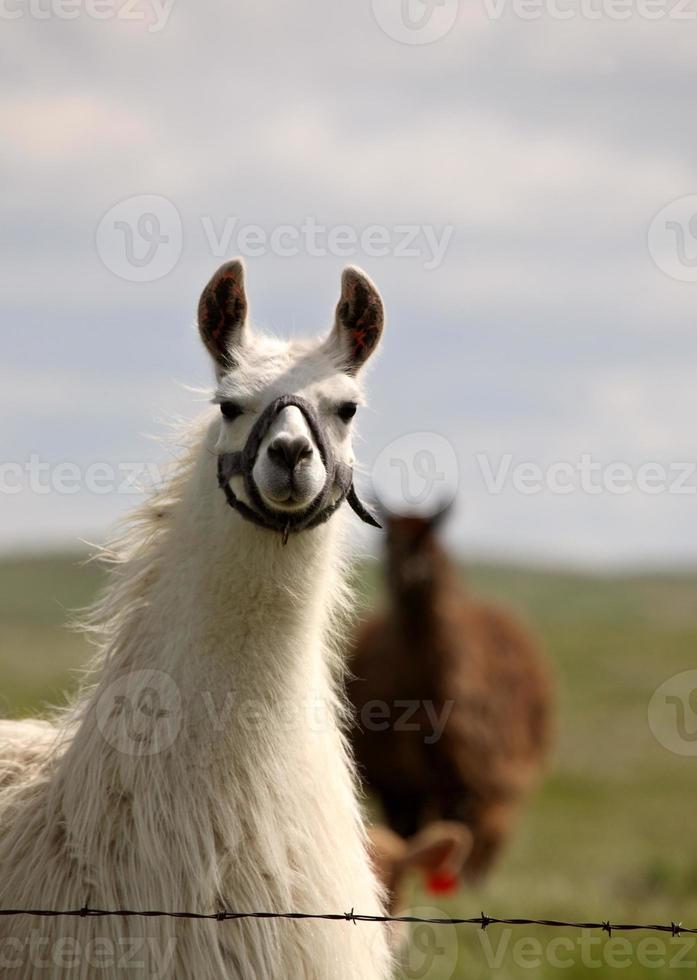 lama vicino al recinto di filo spinato nel pittoresco saskatchewan foto