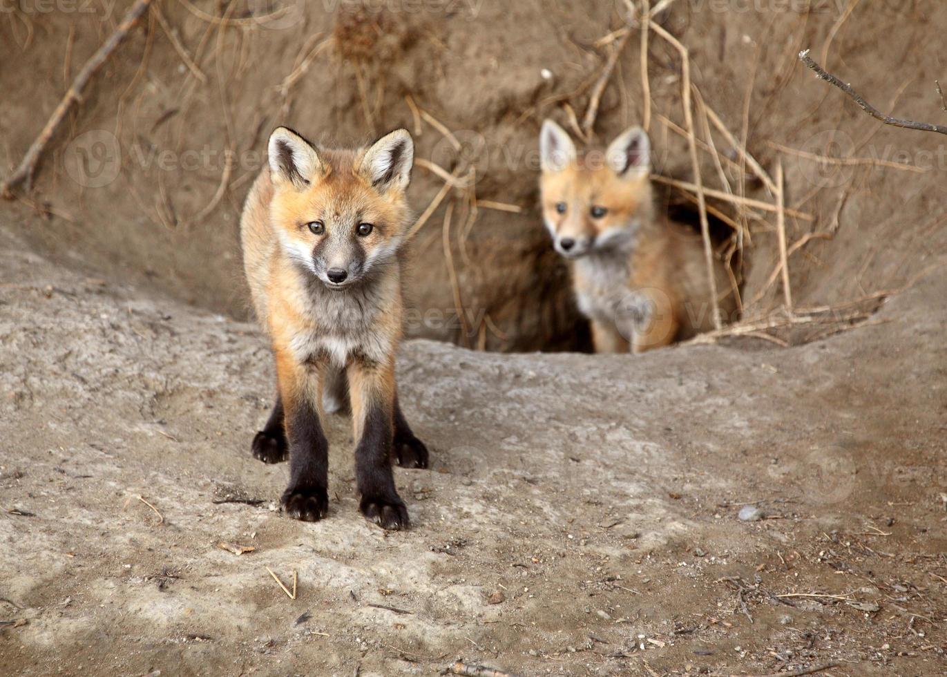 due cuccioli di volpe rossa fuori dalla loro tana foto