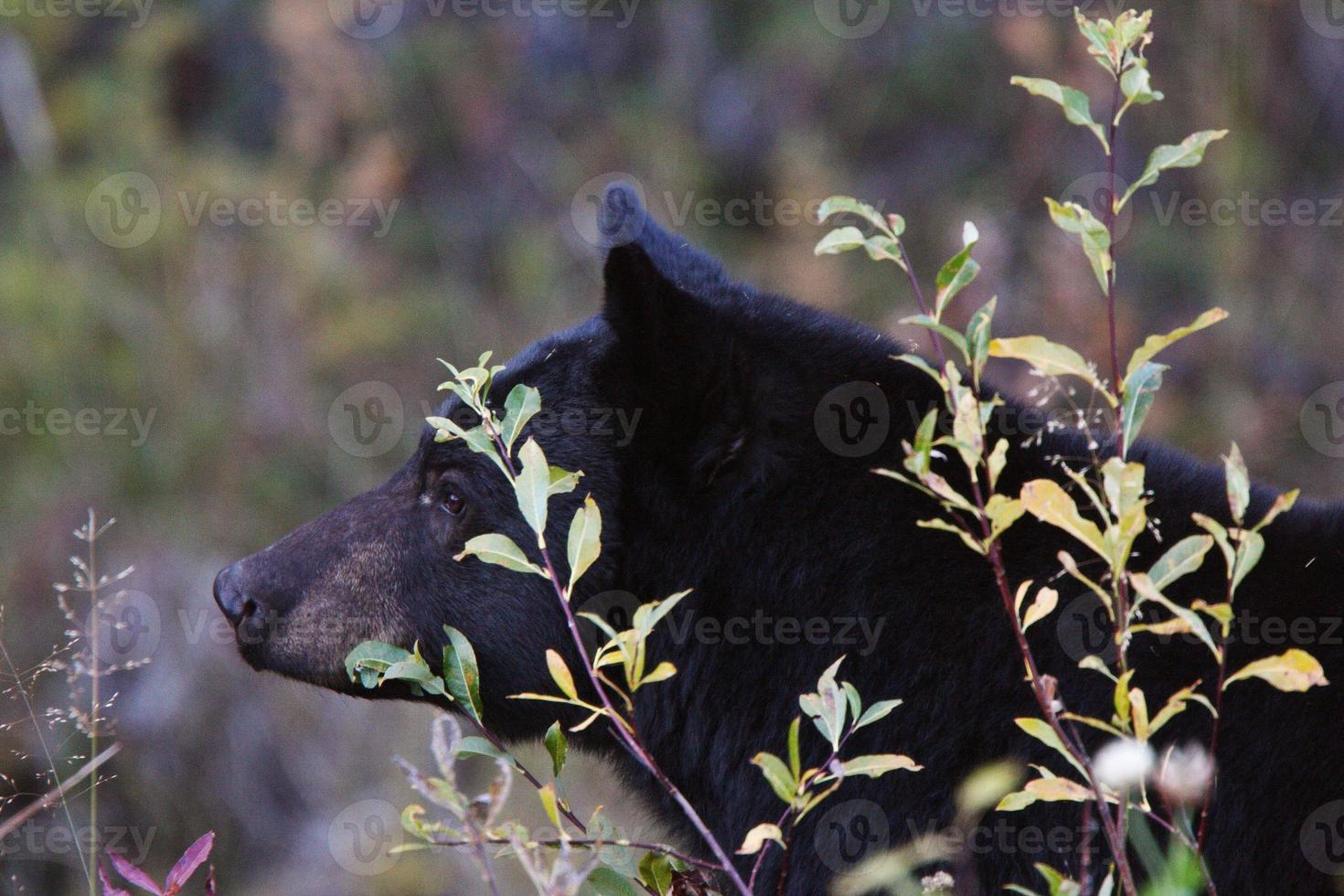 orso nero lungo la British Columbia Highway foto