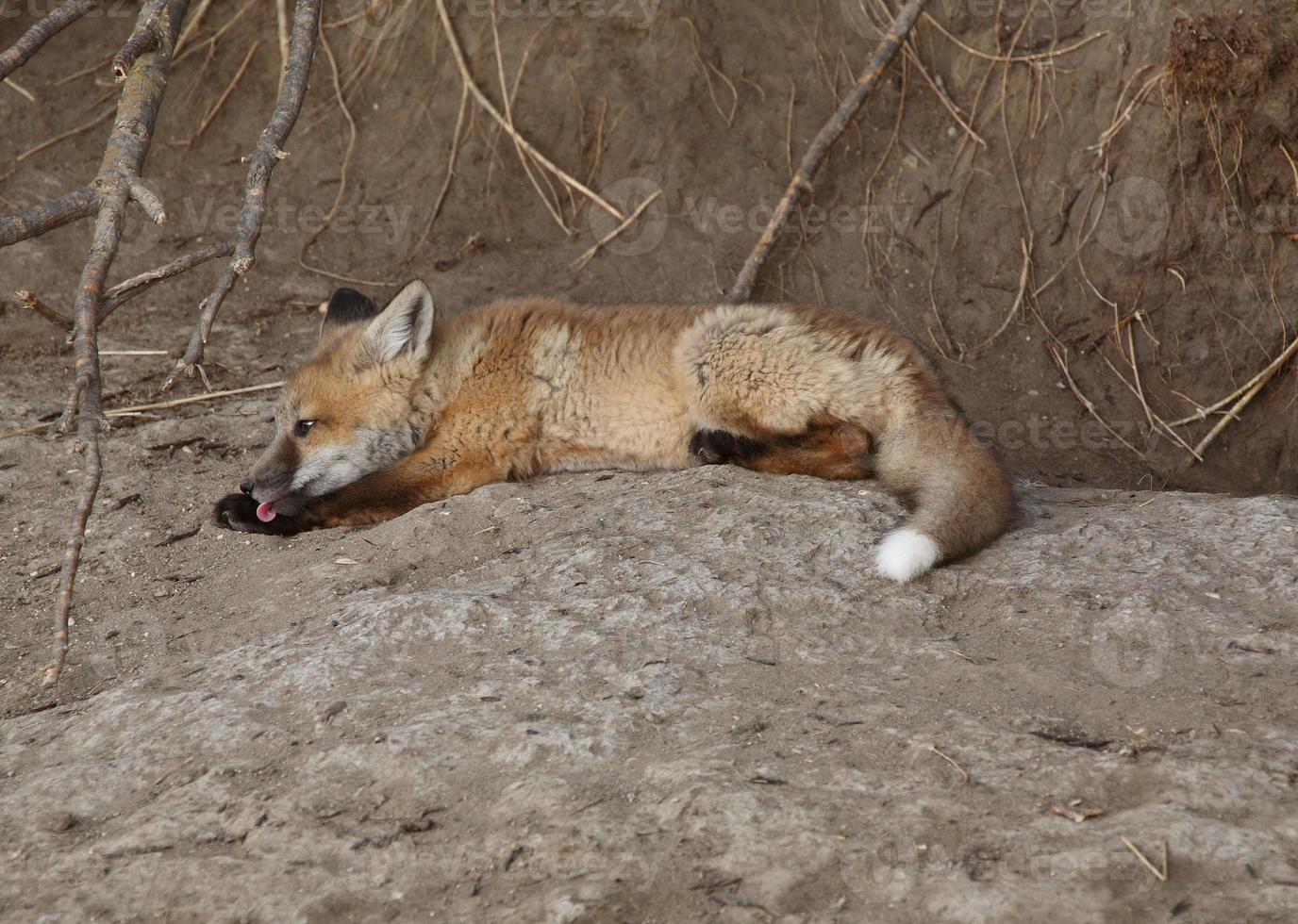 cucciolo di volpe rossa fuori dalla sua tana foto