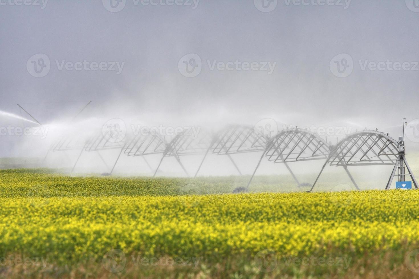 irrigatore d'acqua per irrigazione delle colture di colza foto