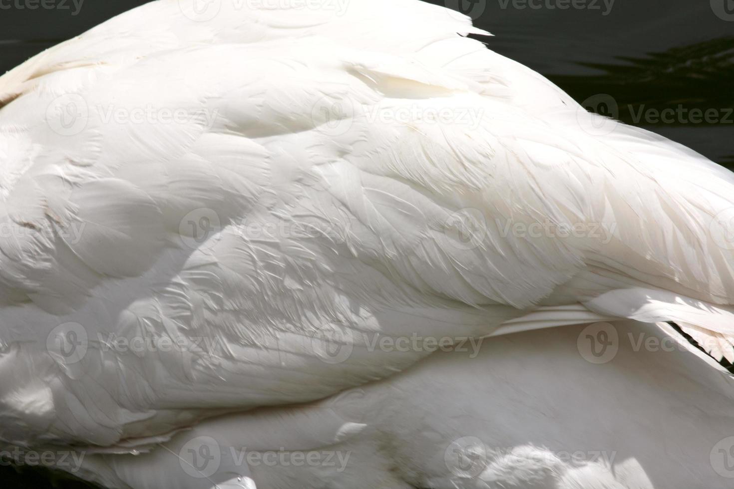 cigno reale al parco della mezzaluna nella mascella dell'alce saskatchewan foto