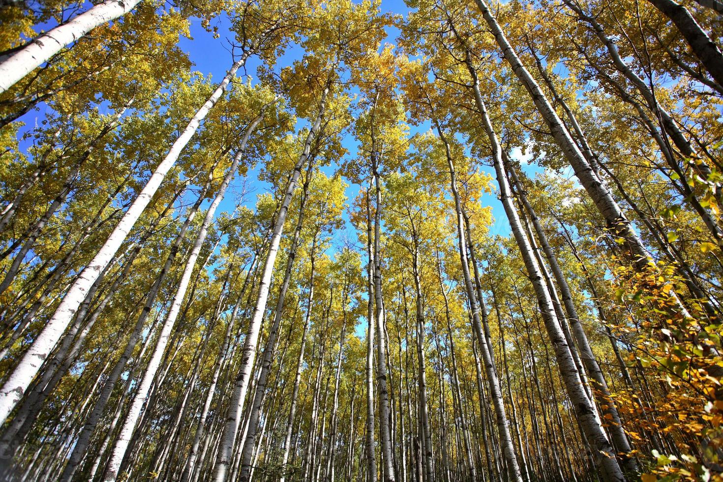 guardando in alto attraverso gli alberi di pioppo in autunno foto